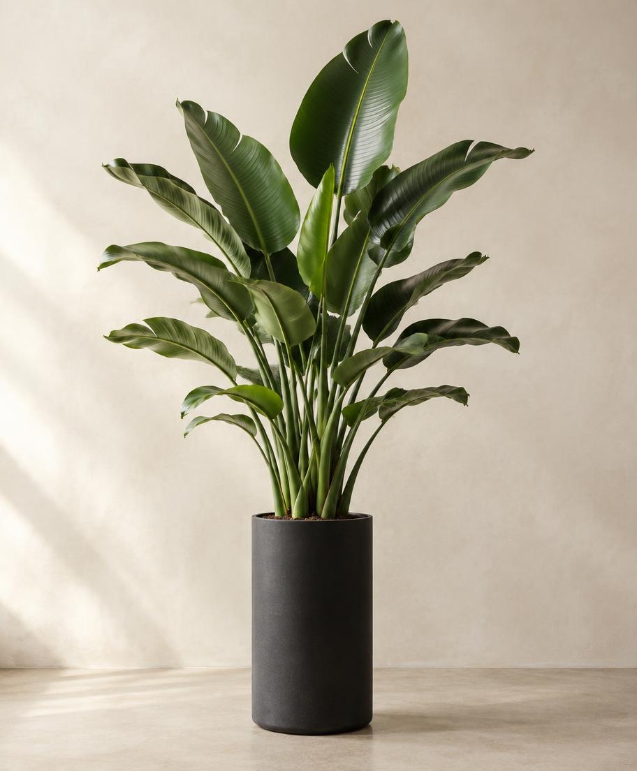 Large bird of paradise plant in a matte black pot
